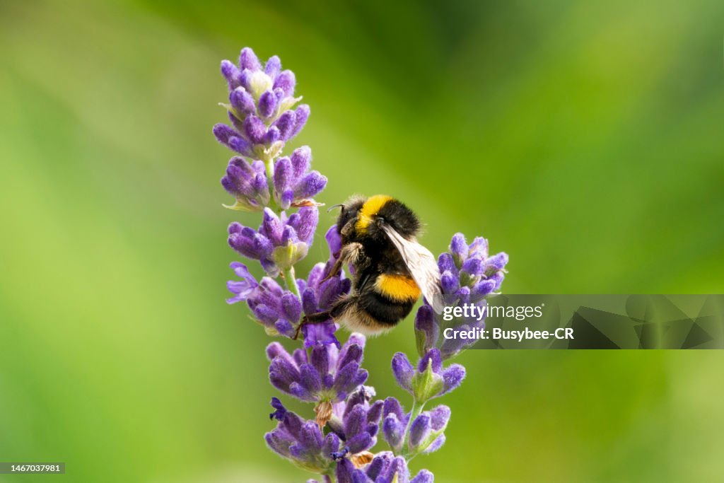 Bumble bee pollinating a purple flower on a lavender plant