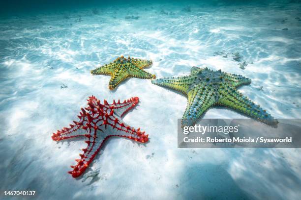colorful starfish underwater in the turquoise clear sea - estrella de mar fotografías e imágenes de stock