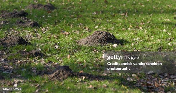 molehills - molehill stock pictures, royalty-free photos & images