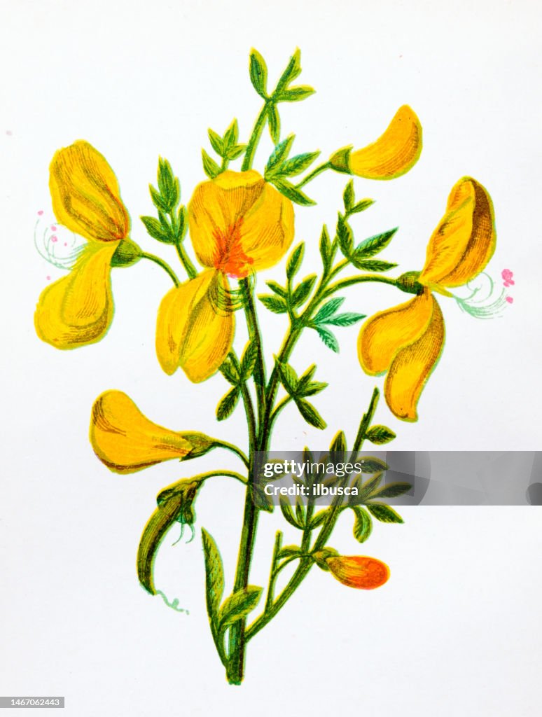 Antique botany illustration of wild flowers: Common Broom, Cytisus Scoparius