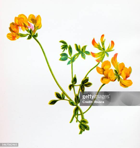 antike botanische illustration von wildblumen: vogelfuß-kleeblatt, lotus corniculatus - legumes aquarelle stock-grafiken, -clipart, -cartoons und -symbole