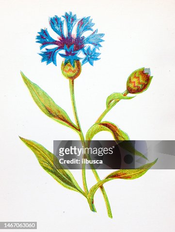 Antigua Ilustración Botánica De Flores Silvestres Botella Azul Maíz  Centaurea Cyanus Ilustración de stock - Getty Images