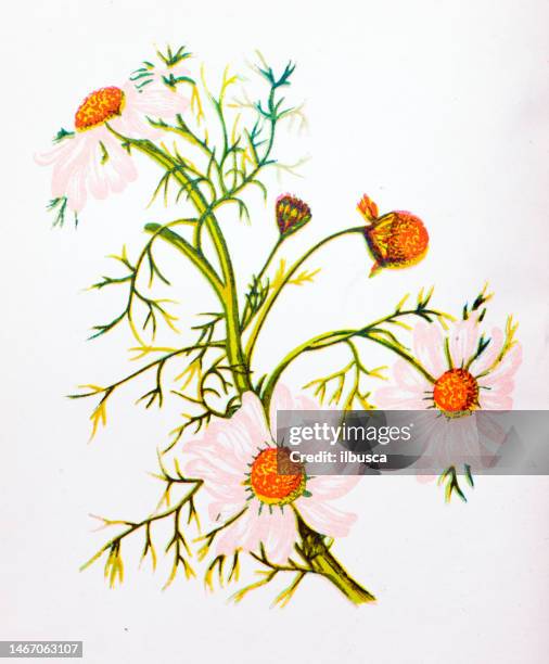 antique botany illustration of wild flowers: corn feverfew, pyrethrum inodorum - pyrethrum stock illustrations