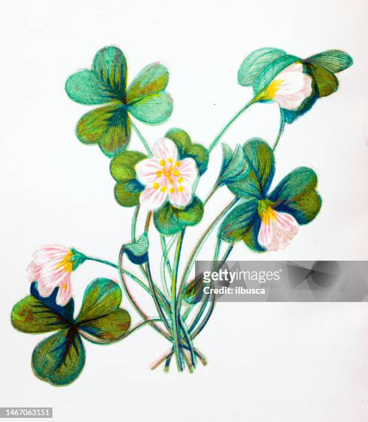 ilustraciones, imágenes clip art, dibujos animados e iconos de stock de ilustración botánica antigua de flores silvestres: acedera de madera, oxalis acetosella - acederilla