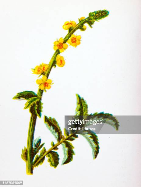 stockillustraties, clipart, cartoons en iconen met antique botany illustration of wild flowers: common agrimony, agrimonia eupatoria - agrimonia-eupatoria