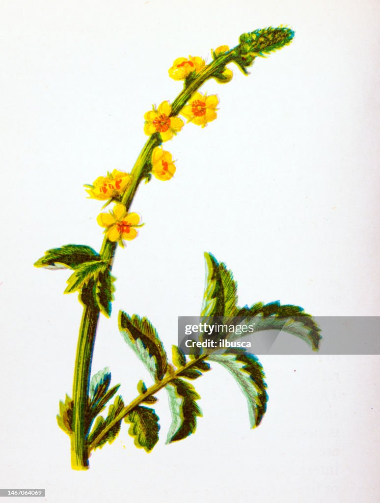 Antique botany illustration of wild flowers: Common Agrimony, Agrimonia eupatoria