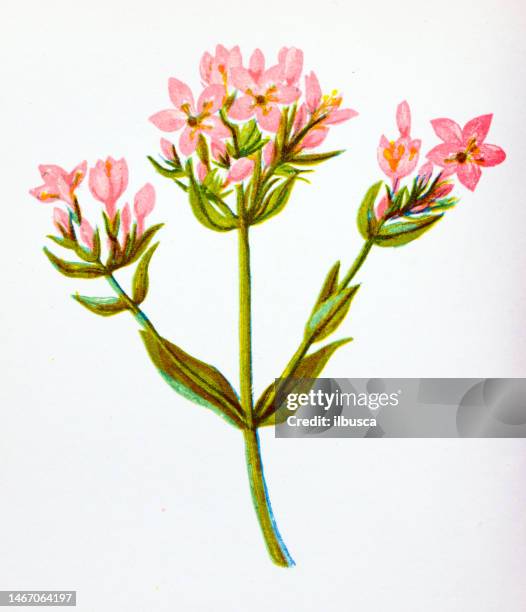 antique botany illustration of wild flowers: common centaury, erythraea centaurium - knapweed stock illustrations