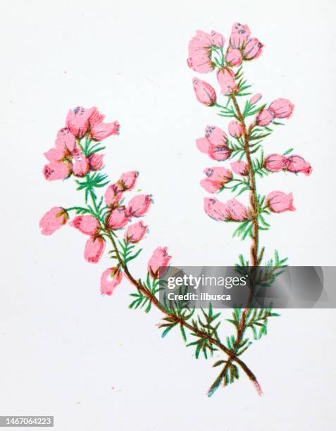 antique botany illustration of wild flowers: fine leaved heath, erica cinerea - erica cinerea stock illustrations