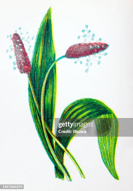 antique botany illustration of wild flowers: rib-wort plantain, plantago lanceolata - plantago lanceolata stock illustrations