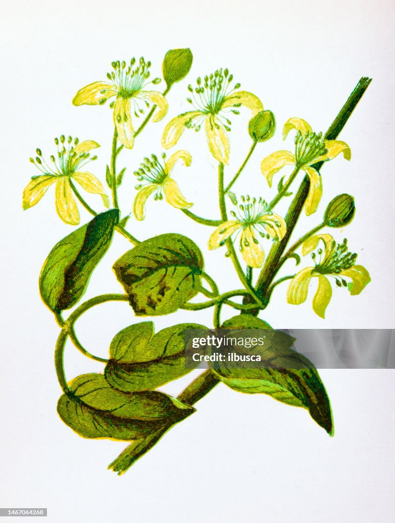 Antique botany illustration of wild flowers: Traveller's Joy, Clematis vitalba