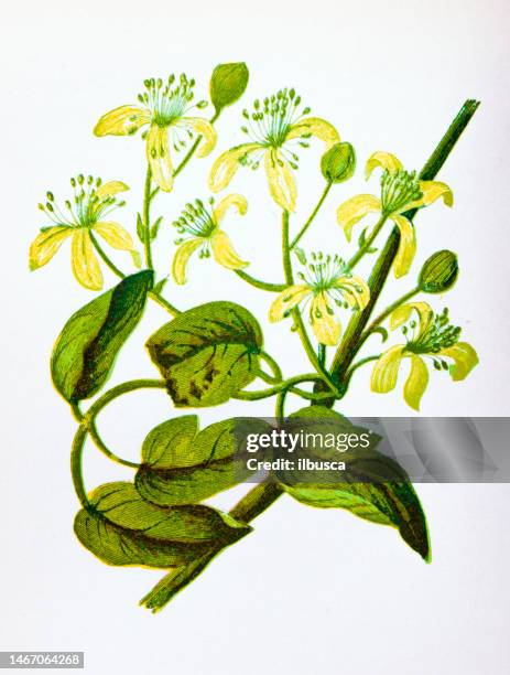 antique botany illustration of wild flowers: traveller's joy, clematis vitalba - clematis vitalba stock illustrations