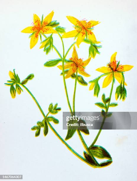 antike botanische illustration von wildblumen: perforiertes johanniskraut, hypericum perforatum - johanniskraut stock-grafiken, -clipart, -cartoons und -symbole