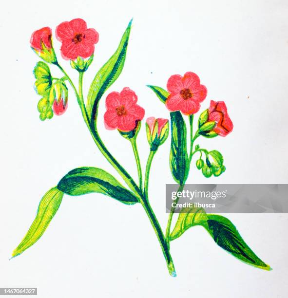 antique botany illustration of wild flowers: hound's tongue, cynoglossum officinale - cynoglossum stock illustrations