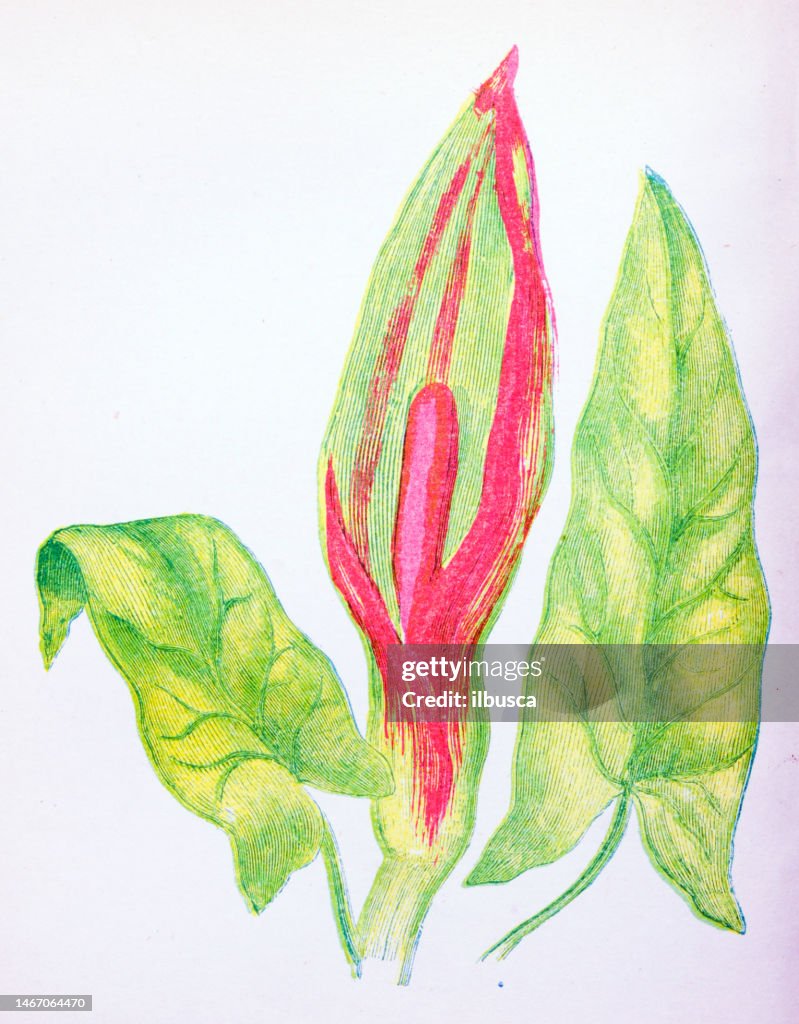 Antique botany illustration of wild flowers: Cuckoo Pint, Arum Maculatum