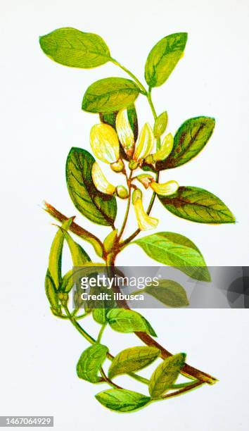 antike botanische illustration von wildblumen: süße milchwicke, astragalus glycyphyllus - astragalus stock-grafiken, -clipart, -cartoons und -symbole