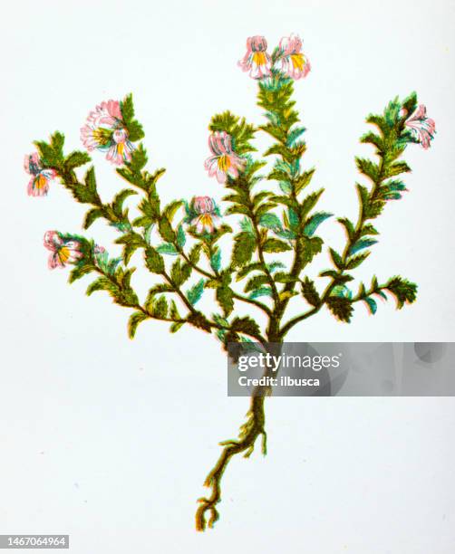 ilustraciones, imágenes clip art, dibujos animados e iconos de stock de ilustración botánica antigua de flores silvestres: eufrasia officinalis - eufrasia