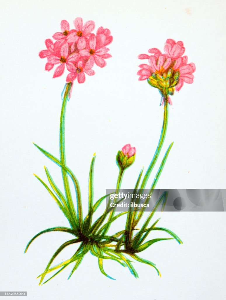 Antike botanische Illustration von Wildblumen: Common Thrift, Statice Armeria