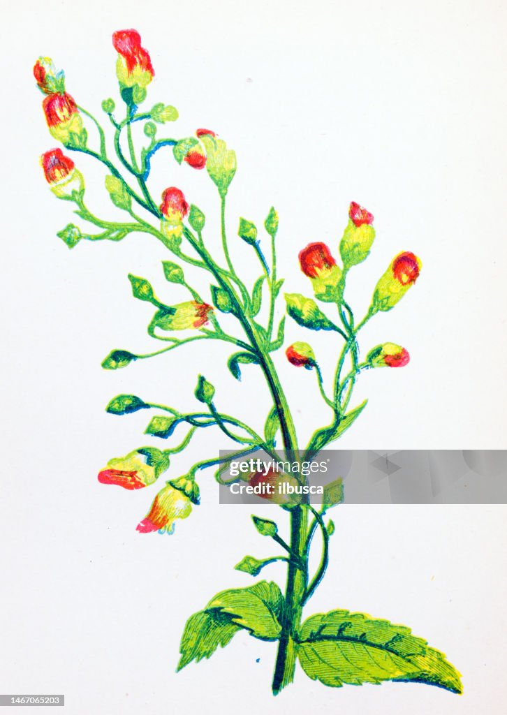 Antique botany illustration of wild flowers: Knotted Fig-wort, Scrophularia nodosa