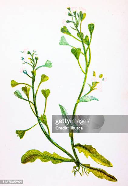 antique botany illustration of wild flowers: shepherd's purse, capsella bursapastoris - shepherds purse stock illustrations