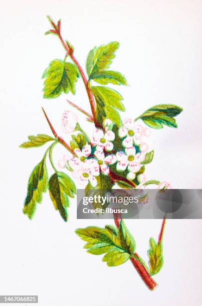 antike botanische illustration von wildblumen: weißdorn, crataegus oxyacantha - weißdorn stock-grafiken, -clipart, -cartoons und -symbole