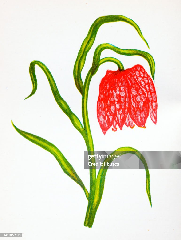 Antique botany illustration of wild flowers: Common Fritillary, Fritillaria Meleagris