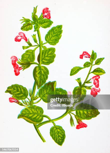 antique botany illustration of wild flowers: common calamint, calamintha officinalis - calamintha stock illustrations