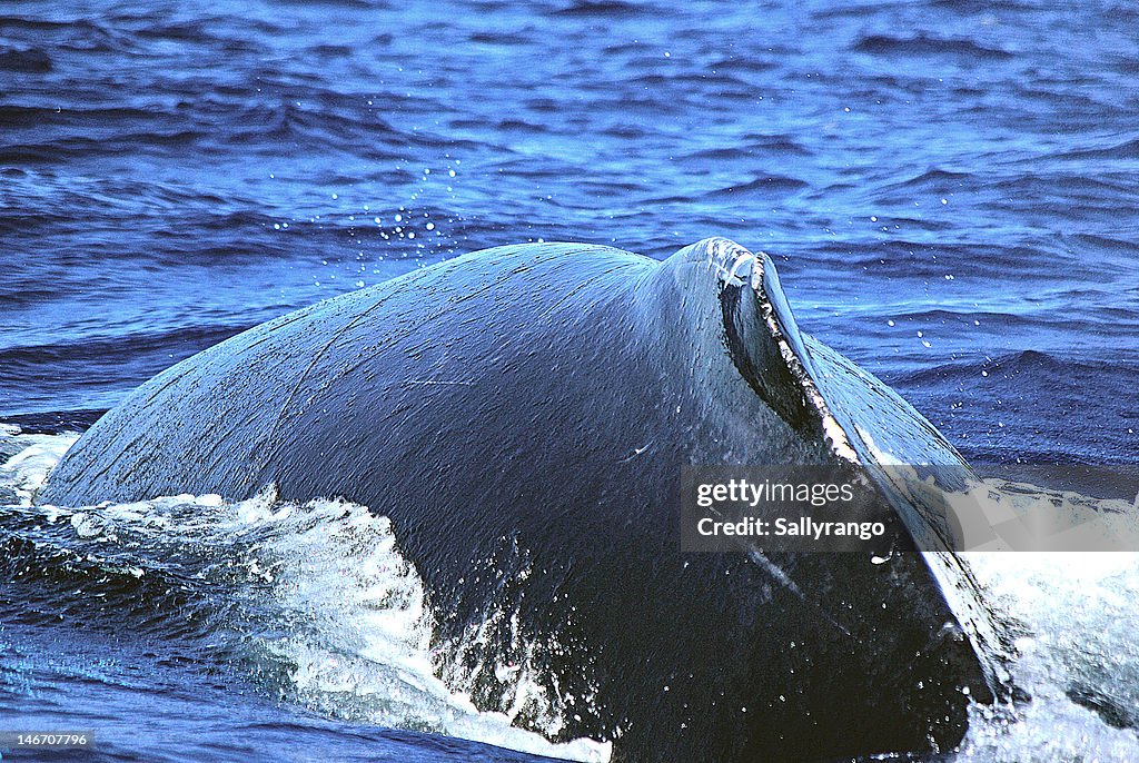 Close up of Humpback whale