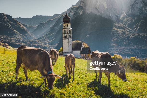 st. valentin church, castelrotto kastelruth with mount schlern in background in dolomites, south tyrol, italy - un animal stock pictures, royalty-free photos & images