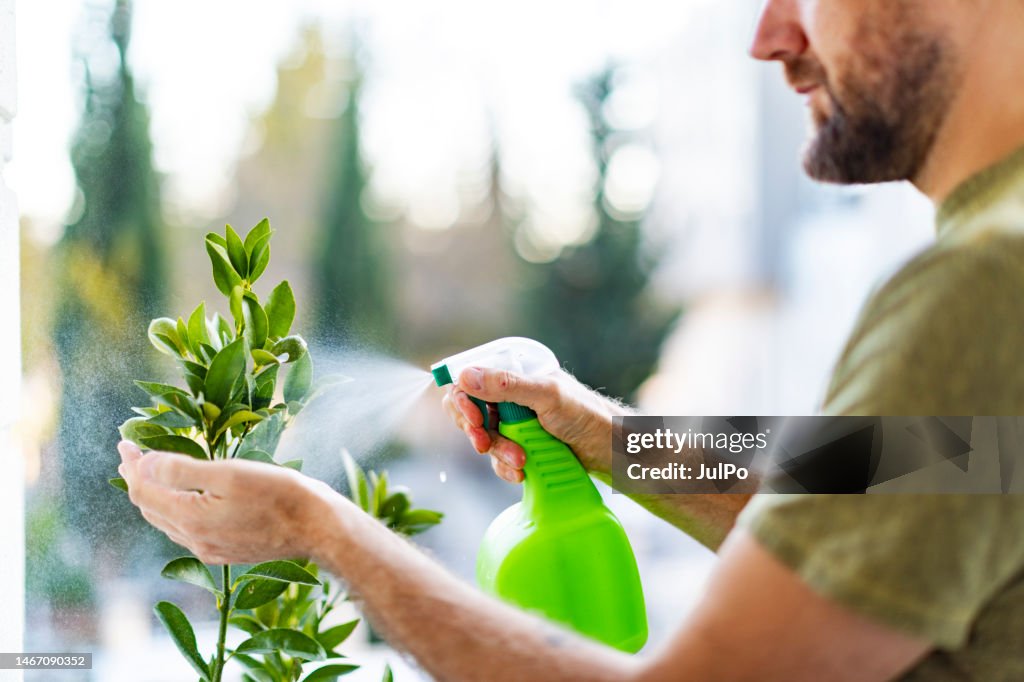 Homem adulto regando e pulverizando a planta da casa com água
