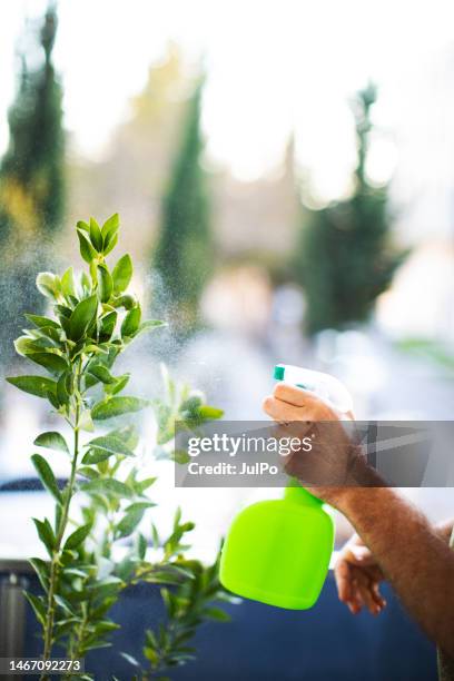 adult man watering and spraying house plant with water - citrus fruit stock pictures, royalty-free photos & images