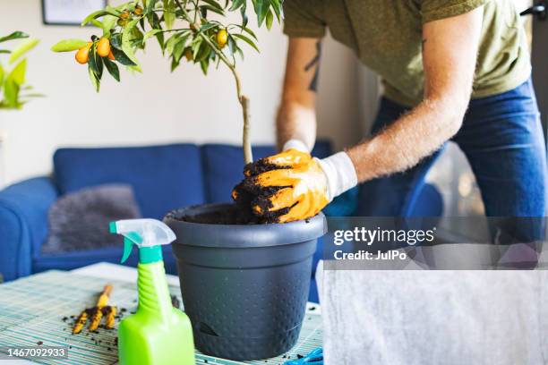 adult man potting citrus house plant - citrus fruit stock pictures, royalty-free photos & images