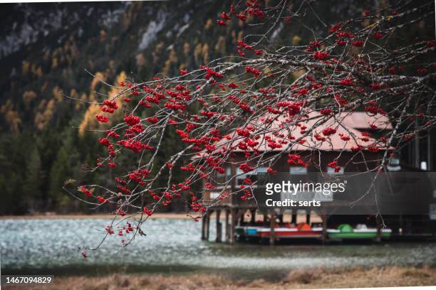 red viburnum rose berries on a bush against lago di dobbiaco, dolomites, italy - arrowwood 個照片及圖片檔
