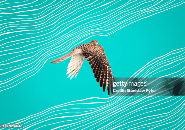 falcon flying between white lines representing air against clean blue background - falcon feather pattern fotografías e imágenes de stock