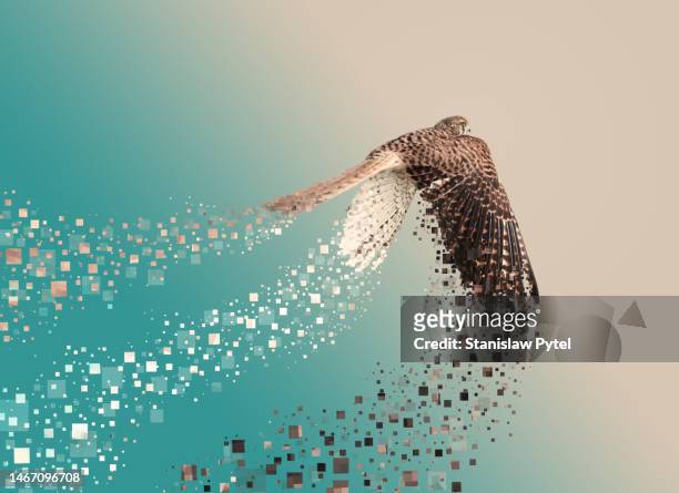 falcon flying leaving pixels behind wings and tail on colorful background - image manipulation stock pictures, royalty-free photos & images