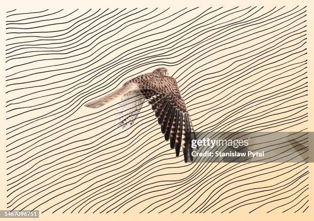 falcon flying through lines representing air - streamline stock pictures, royalty-free photos & images