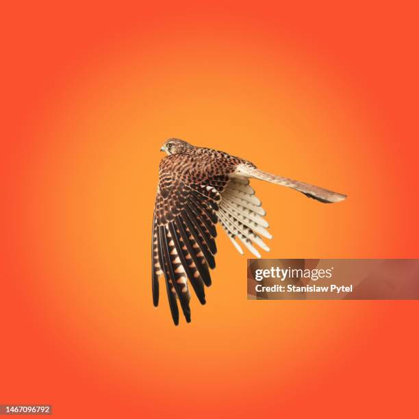 falcon flying, looking at camera against orange gradient background - falcon feather pattern fotografías e imágenes de stock