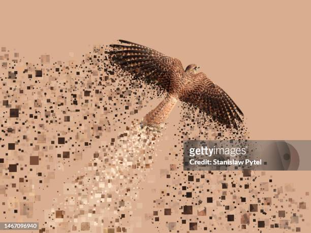 bird of prey flying and leaving pixels of its color behind against brown background - pixellated stock pictures, royalty-free photos & images