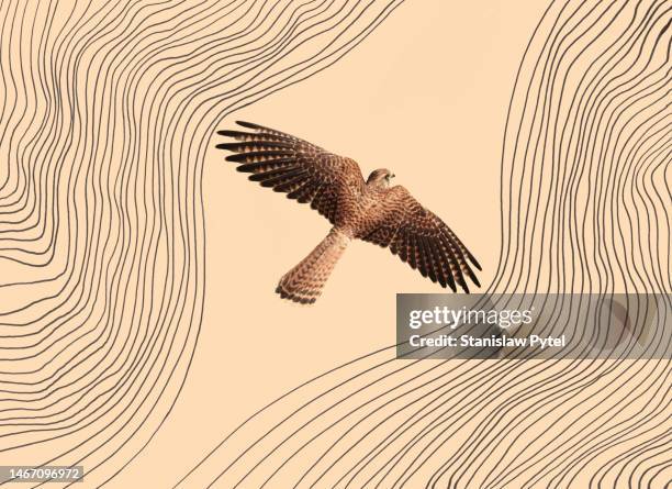 bird of prey flying between drawn wind lines on beige background - hawk bird stock-fotos und bilder