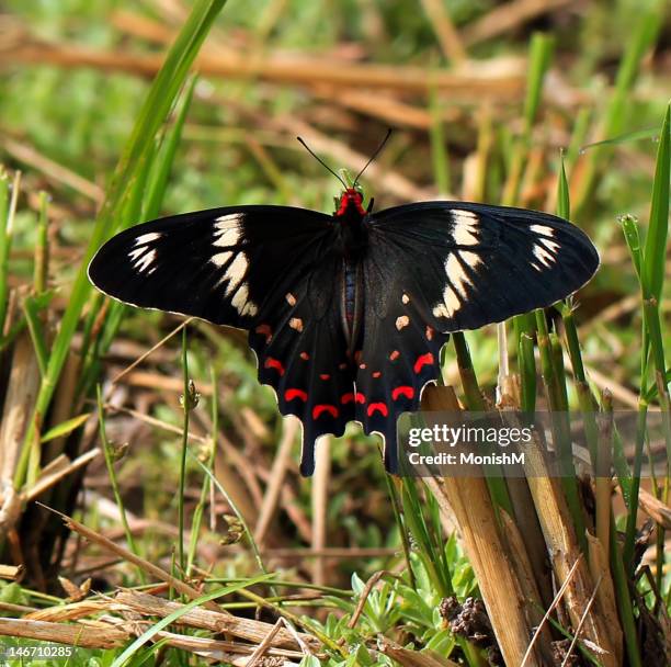 24 Hunsur Stock Photos, High-Res Pictures, and Images - Getty Images