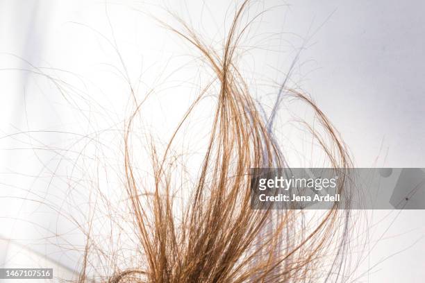 damaged hair, dry hair, frizzy hair split ends summer hair problems - frizzy fotografías e imágenes de stock