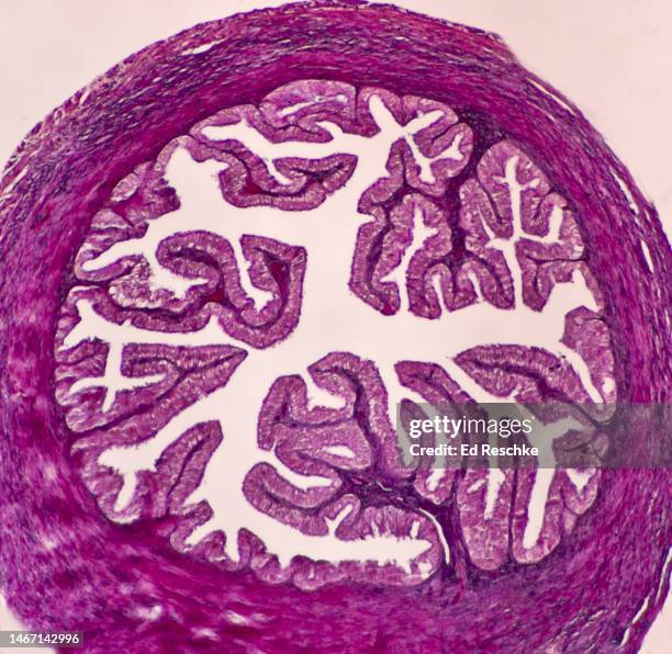 fallopian (or uterine tube)  cross section, 10x - simple columnar epithelial cell ストックフォトと画像