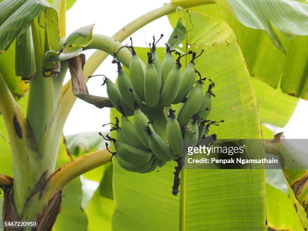 banana green fruit on tree in garden nature background - kerala food stock pictures, royalty-free photos & images