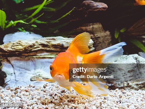 Oranda Goldfish Oranda Goldfish