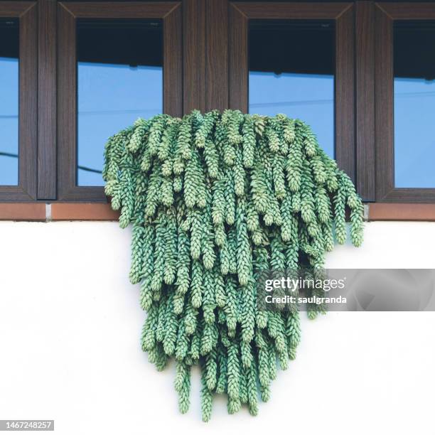 burro's tail growing in a window - succulent plant stock pictures, royalty-free photos & images