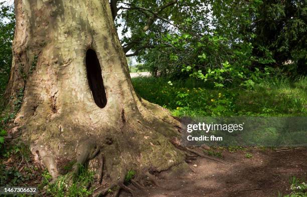 large old hollow tree - hollow stock pictures, royalty-free photos & images