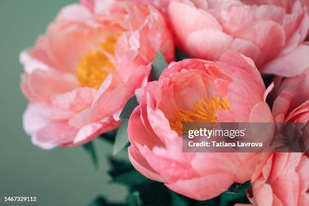 close up of coral peonies on green background with copy space. spring festive template for international women's day, mother's day, valentine's day, birthday - ranunkel stock-fotos und bilder