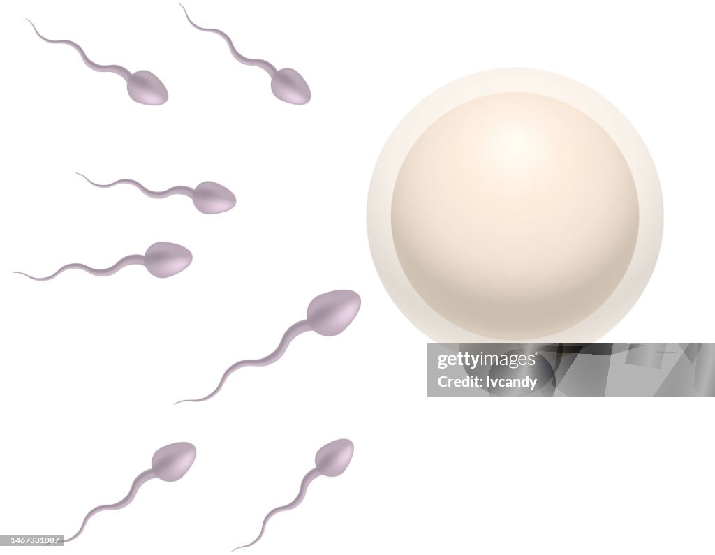 Sperm and egg