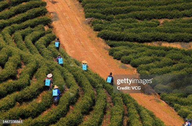 Farmers spray pesticide at a tea plantation on February 18, 2023 in Taihe County, Ji an City, Jiangxi Province of China.