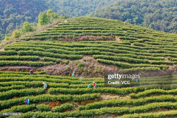 Farmers spray pesticide at a tea plantation on February 18, 2023 in Taihe County, Ji an City, Jiangxi Province of China.