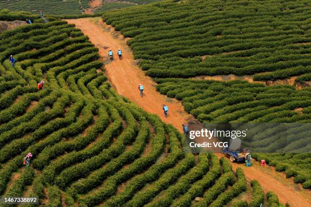 Farmers spray pesticide at a tea plantation on February 18, 2023 in Taihe County, Ji an City, Jiangxi Province of China.